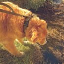 Scout Dog Collar & Leash - Image 5