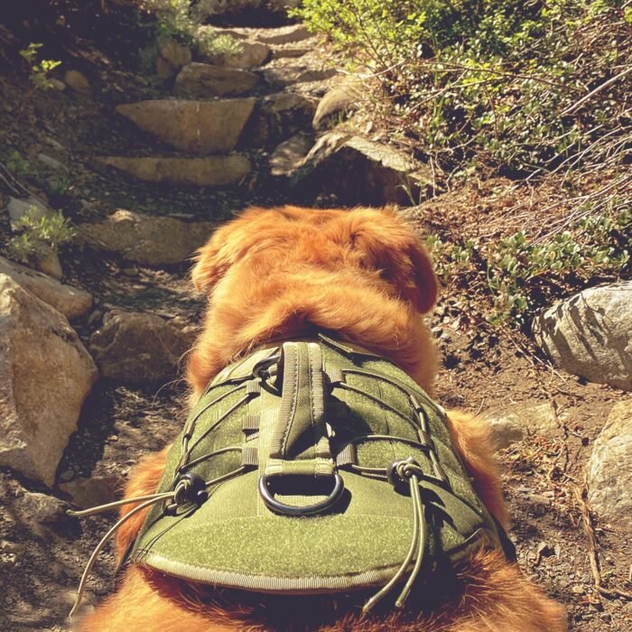 Sequoia Dog Harness - Image 4
