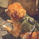 Sequoia Dog Harness - Image 5
