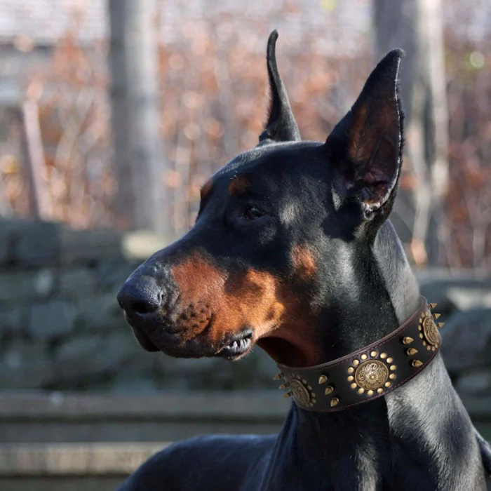 Leather Large Dog Collar Pitbull Spiked Studded Collars - Image 4