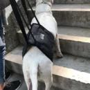 Portable Dog Crane Back Back Hip Support Harness to Help Lift Backpack Dogs - Image 3